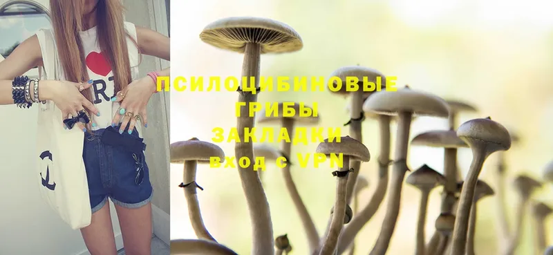 mega рабочий сайт  Грайворон  Галлюциногенные грибы Psilocybine cubensis 